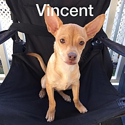 Photo of Vincent