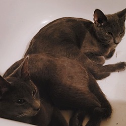 Photo of Grey Kitten