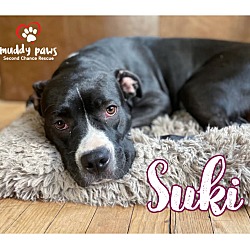 Thumbnail photo of Suki #1