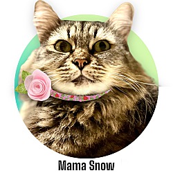 Thumbnail photo of Mama Snow #1