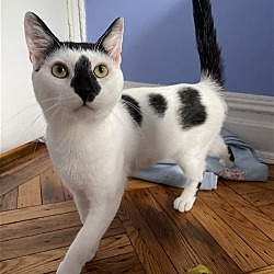 Photo of Squash: Snuggly, super friendly young boy!