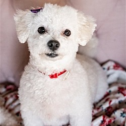 Photo of Jilly (Bonded pair with Mika)
