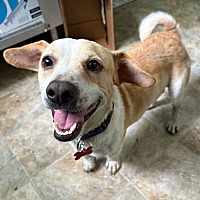 adopt a pet