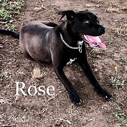 Thumbnail photo of Rose #1
