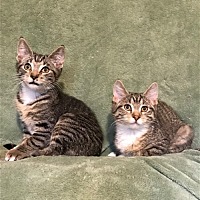 Photo of Gabby & Checkers (Bonded Sibling Pair)