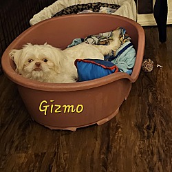Thumbnail photo of Gizmo #4