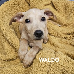 Thumbnail photo of Waldo #3