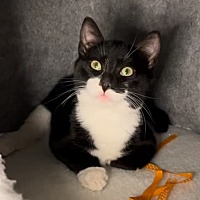 adopt a pet