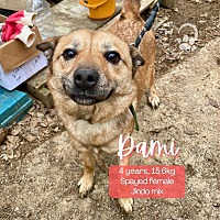 adopt a pet