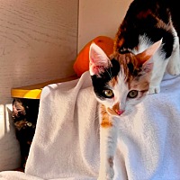 adopt a pet