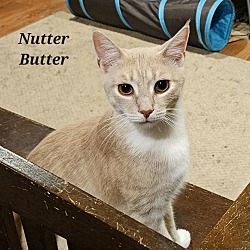Photo of NutterButter
