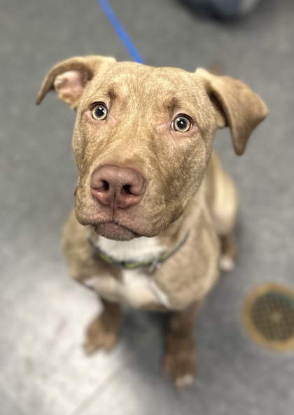 Tinley Park, IL - American Pit Bull Terrier/Catahoula Leopard Dog. Meet ...