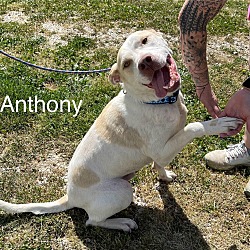 Thumbnail photo of Anthony (Available 5/18/24) #2