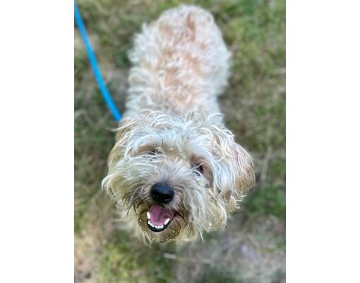 Brattleboro, VT - Shih Tzu/Mixed Breed (Medium). Meet Kingston a Pet ...