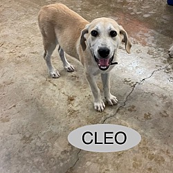 Photo of Cleo