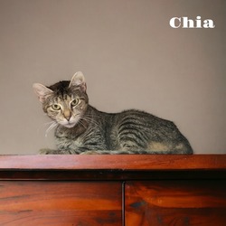 Photo of Chia