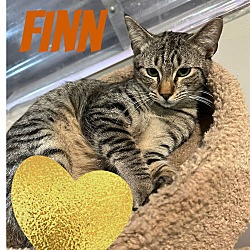 Thumbnail photo of Finn #1