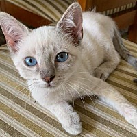 adopt a pet