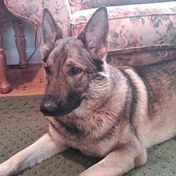 Photo of Lexi - adopted!