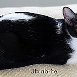 Thumbnail photo of UltraBrite #1