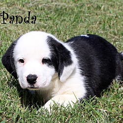 Thumbnail photo of Panda~adopted! #2