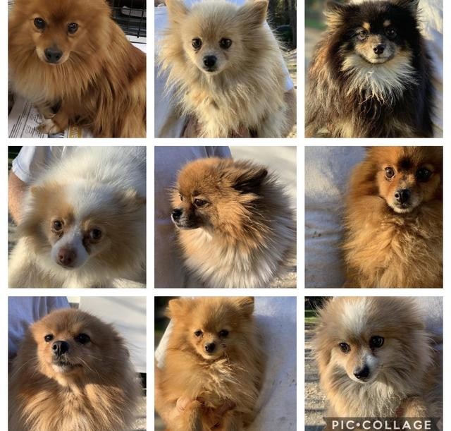 Adopt Adorable Pomeranians a Pomeranian / Mixed dog in Pembroke, GA
