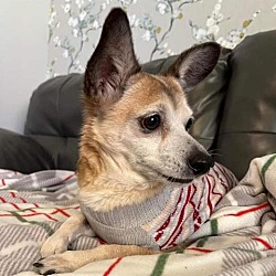 Photo of Gracie 3