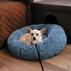 Photo of Poppy