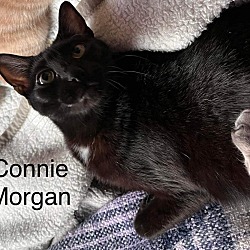 Thumbnail photo of CONNIE MORGAN #1