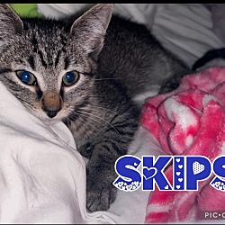 Thumbnail photo of Skips #1