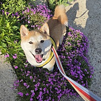 adopt-pet