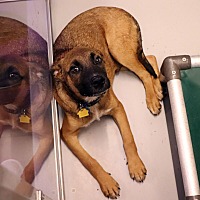 adopt a pet
