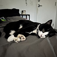 adopt-pet
