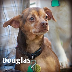 Thumbnail photo of Douglas-ADOPTED! #1