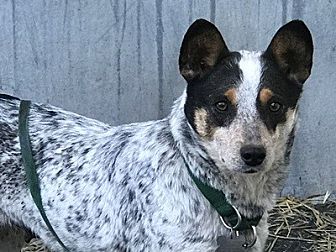 australian cattle dog adoption australian cattle dog adoption