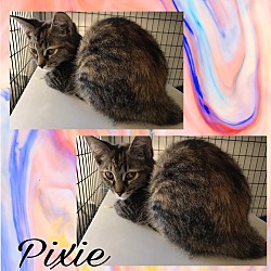 Thumbnail photo of Pixie #3