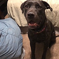 Cane Corso Puppies For Sale In Arizona Adoptapetcom