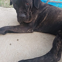 large breed rescue midwest