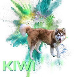 Thumbnail photo of Kiwi PENDING #3