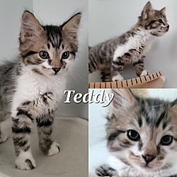 Photo of Teddy