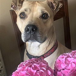 Thumbnail photo of LILY #2