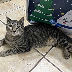 Photo of FETTUCCINE - ADOPTED