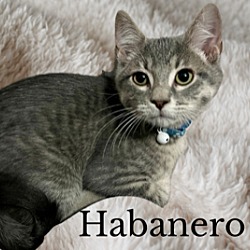 Photo of Habanero