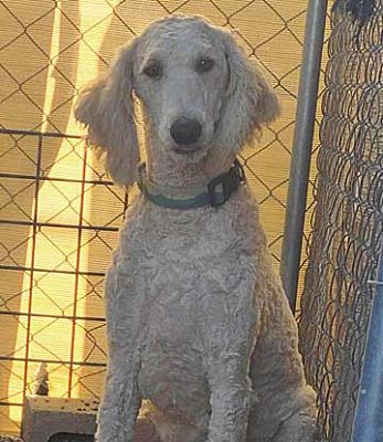 Las Vegas, NV - Standard Poodle. Meet Laverne a Pet for Adoption