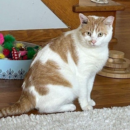 Thumbnail photo of Buster FIV+ (In a Foster Home) #2