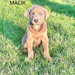Photo of Malik