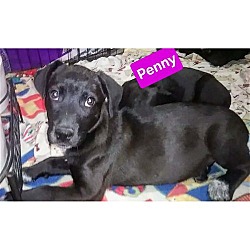 Thumbnail photo of P Pup Penny #1
