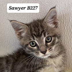 Photo of Sawyer B227