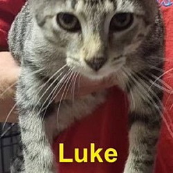 Thumbnail photo of Luke #1