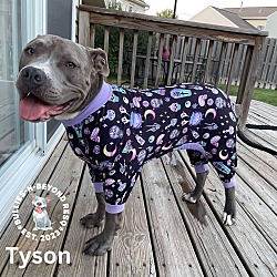 Thumbnail photo of Tyson #1